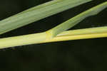 Itchgrass